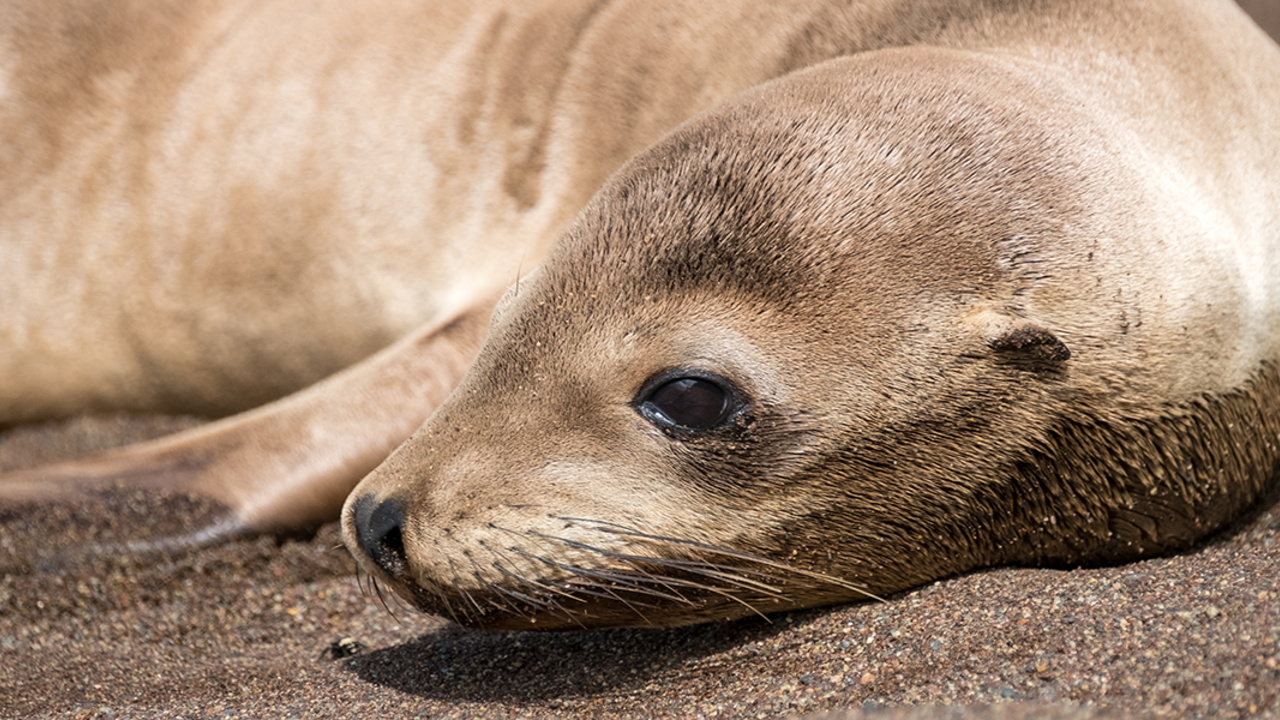 KICO_170504_JSc_001_2x1.jpg sea lion