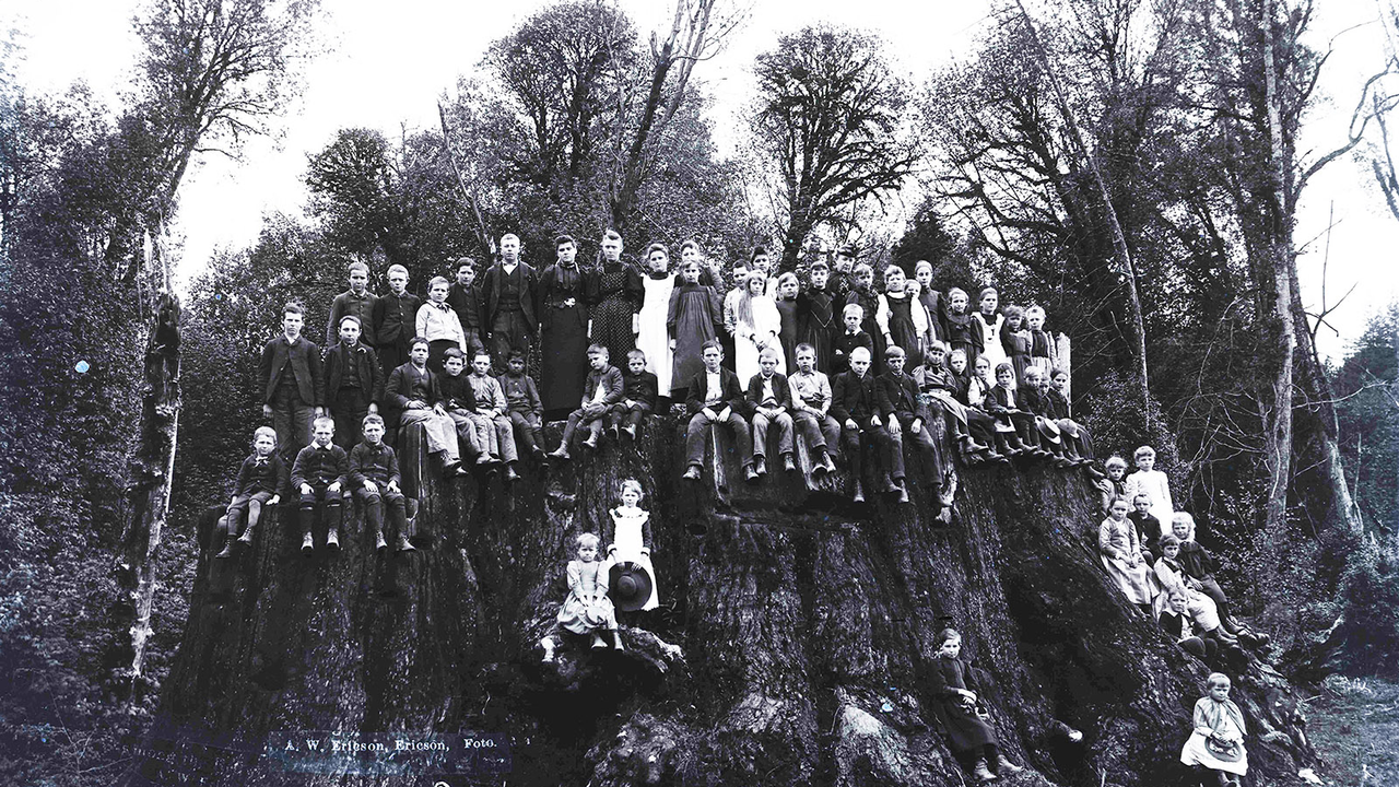 The gigantic Fieldbrook Stump is one source of ancient DNA for a newly planted grove of coast redwoods in the Presidio. Photo from Humboldt County, Calif., 1890. Black and white photo of people posing on Fieldbrook Stump, one of the largest trees in the world.