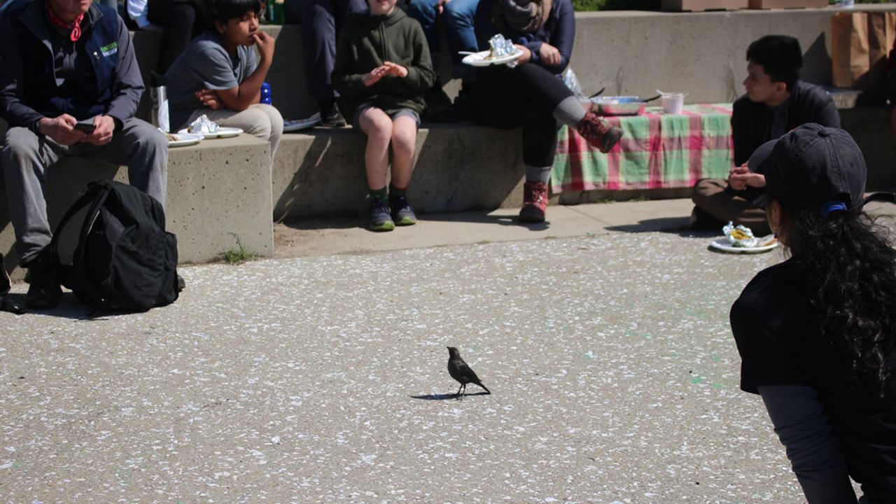 Park volunteers watch a small black bird walk along a pathway 