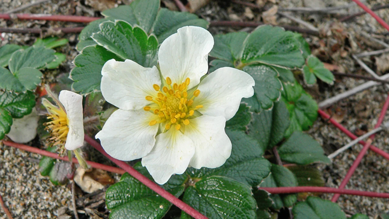 Strawberry plant