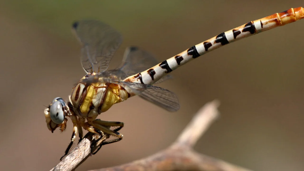 Dragonfly