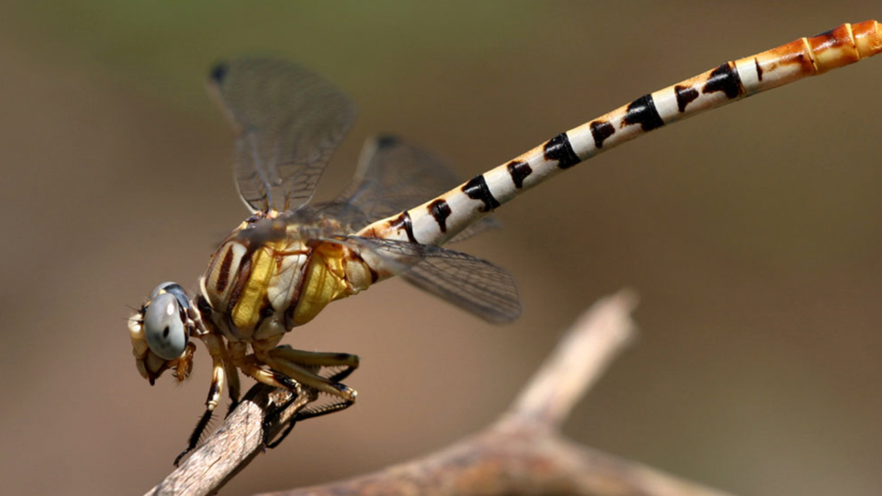 Dragonfly