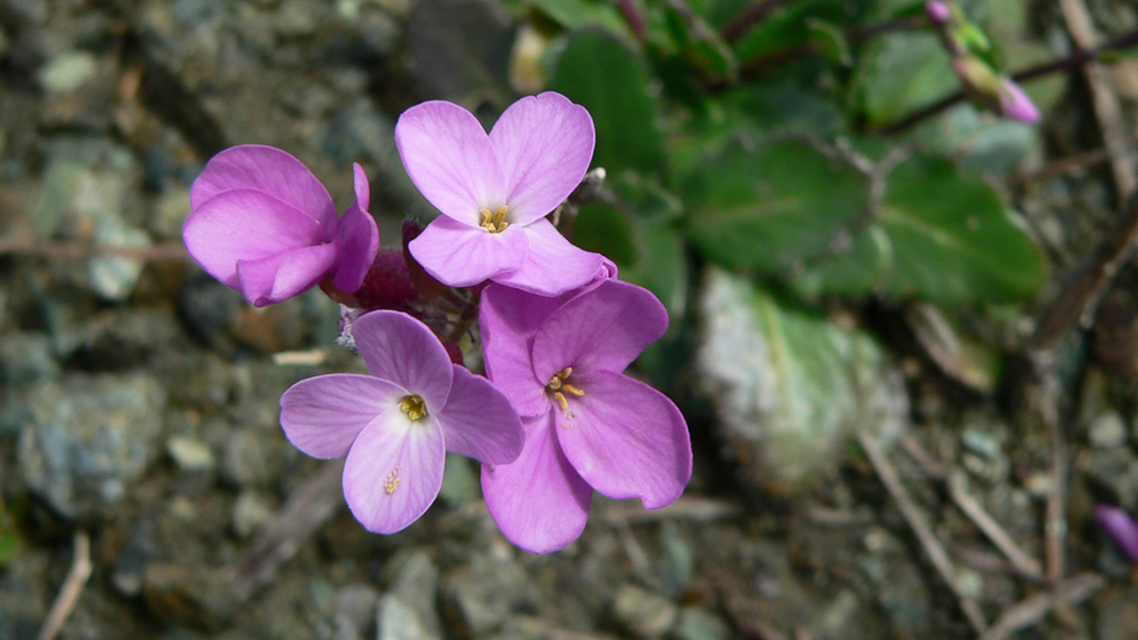 Arabis blepharophylla, the coast rock cress