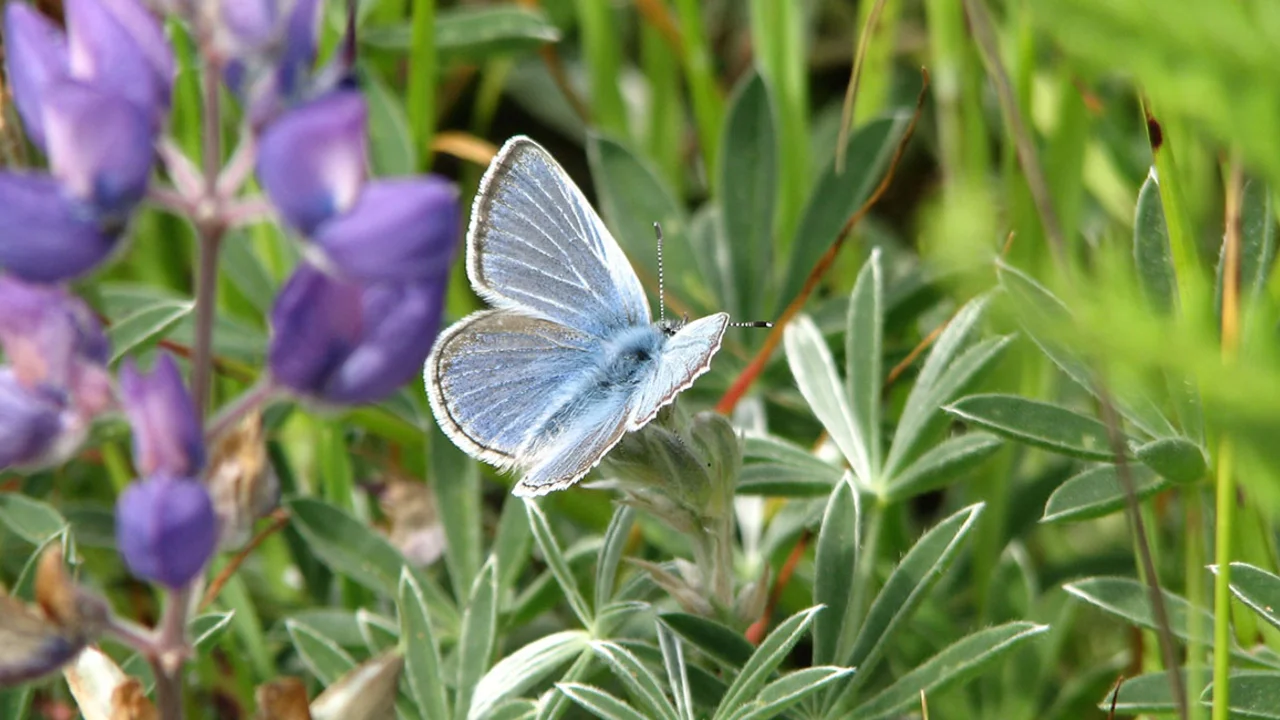 Mission blue butterfly (Icaricia icariodes missionensis)