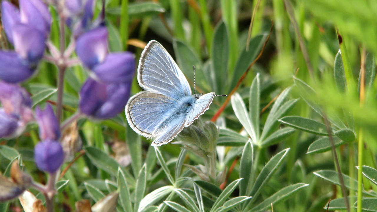Mission blue butterfly (Icaricia icariodes missionensis) Mission blue butterfly (Icaricia icariodes missionensis)