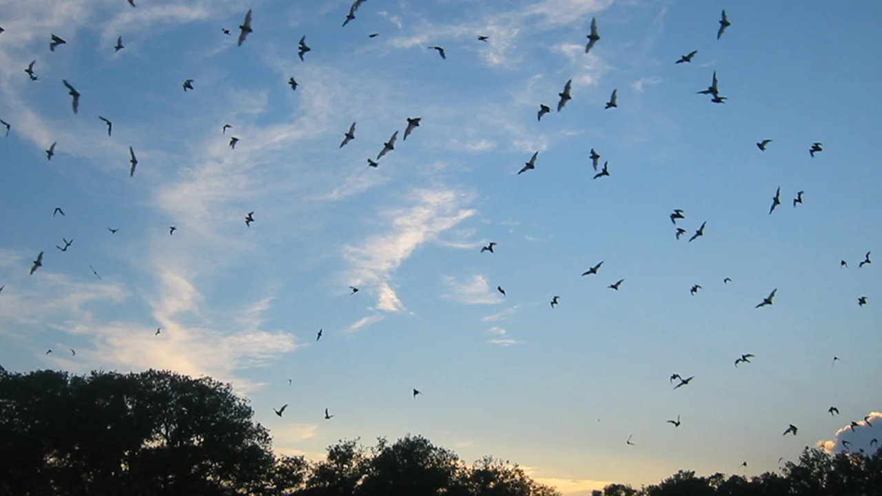 bats