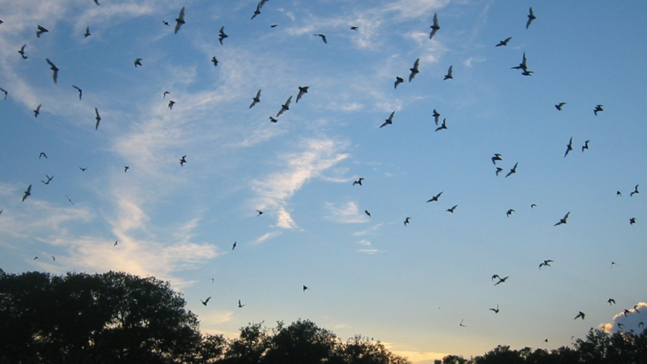 bats