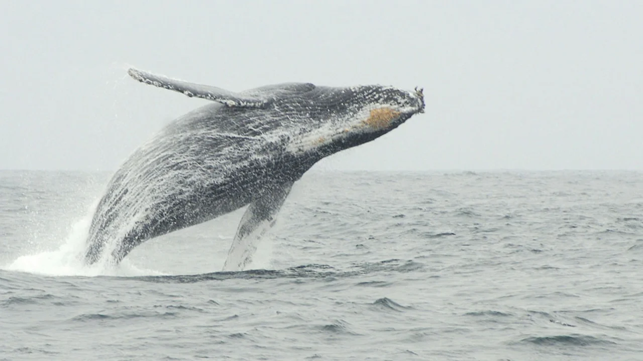 A humpback whale is seen breaching off the coast of California in 2010.