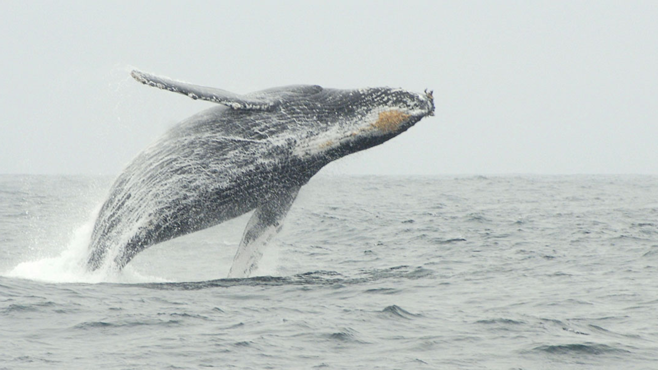A humpback whale is seen breaching off the coast of California in 2010.