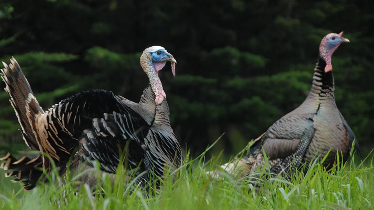 turkey