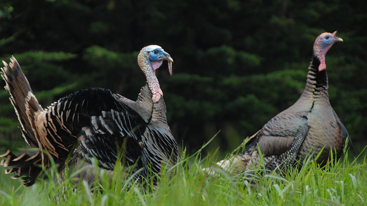 turkey