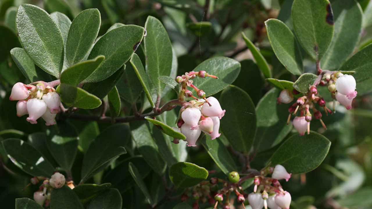 Franciscan Manzanita