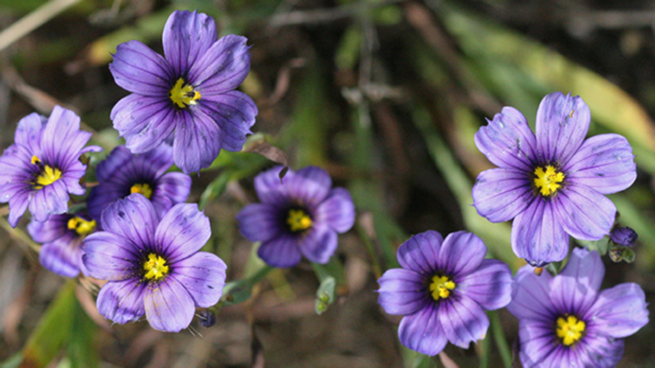 Blue-eyed grass (Sisyrinchium bellum)