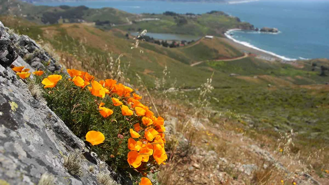 California poppies seen in the Marin Headlands.