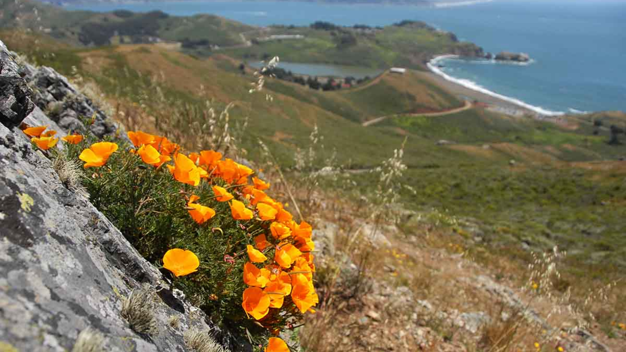 California poppies seen in the Marin Headlands. California poppies seen in the Marin Headlands.