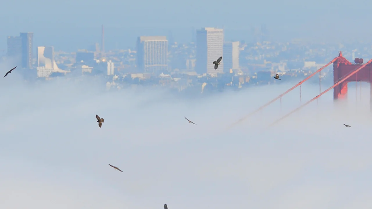 hawks flying over the Golden Gate Bridge in the fog
