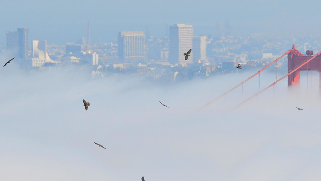 hawks flying over the Golden Gate Bridge in the fog