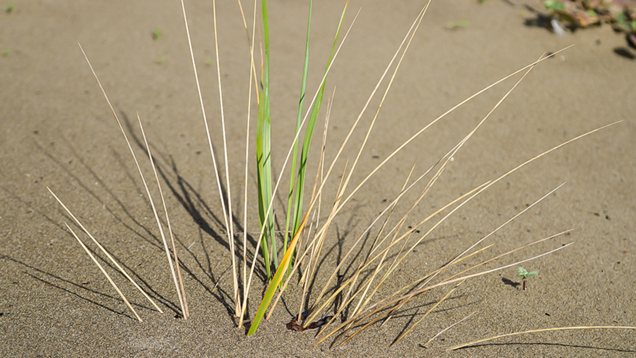 A_MUBE_141122_KW-1070_2x1.jpg European beachgrass