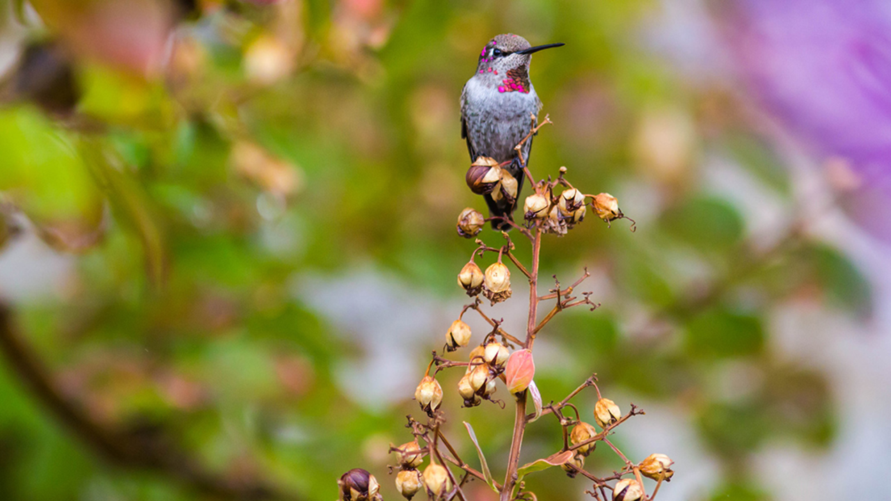 An Anna's hummingbird. An Anna's hummingbird.