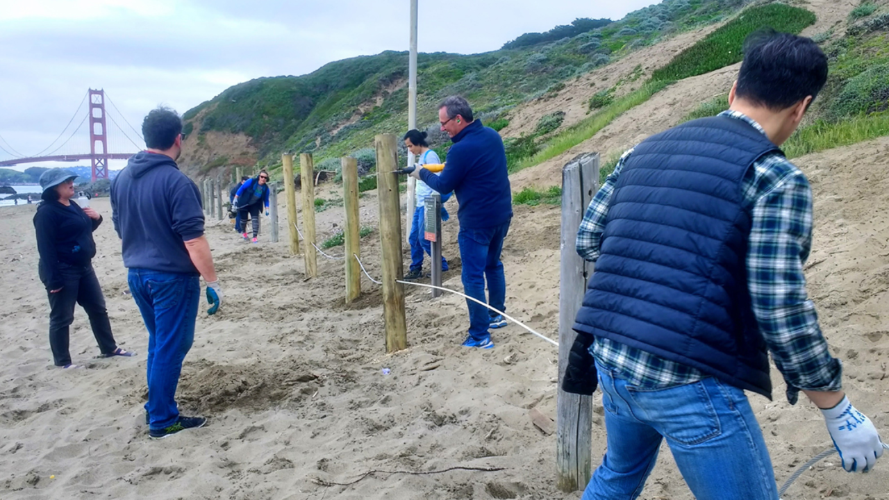 A group of volunteers replacing post and cable fencing at Baker Beach.