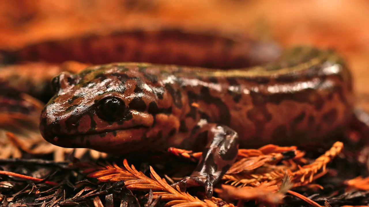 A California giant salamander spotted on Mount Tamalpais