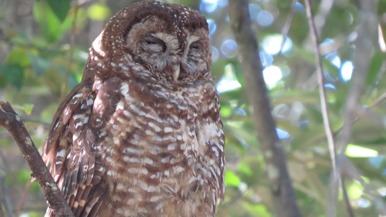 An owl sits with eyes closed in the canopy of a tree.