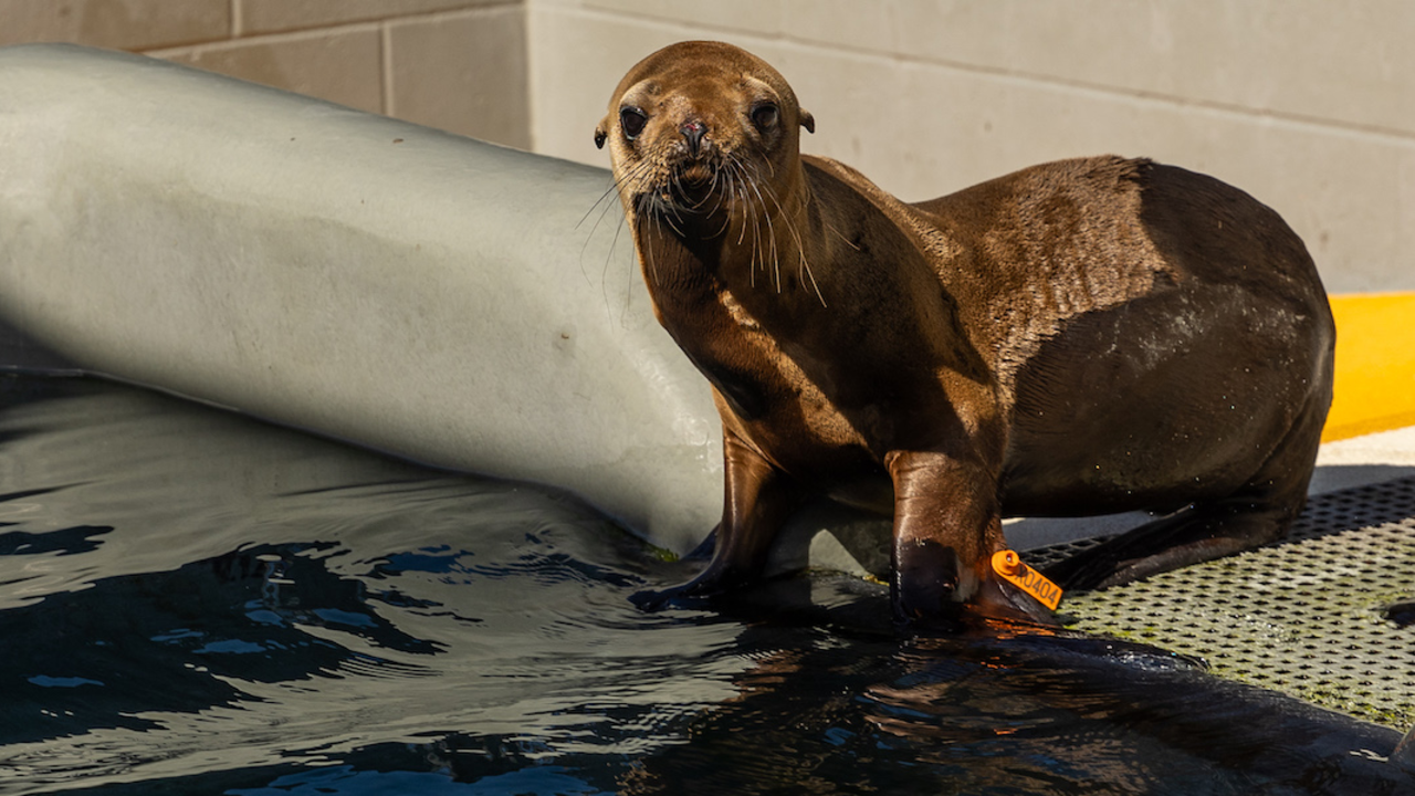 CSL_Alcatraz_15854_photo_by_Bill Hunnewell_The_Marine_Mammal_Center_2x1 A sea lion at The Marine Mammal Center in the Marin Headlands.