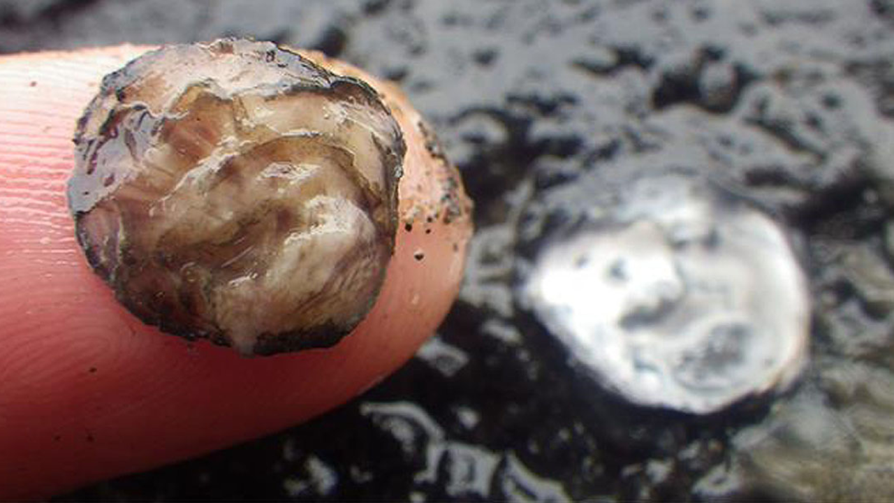 Olympia oysters (Ostrea lurida) Olympia oysters (Ostrea lurida)
