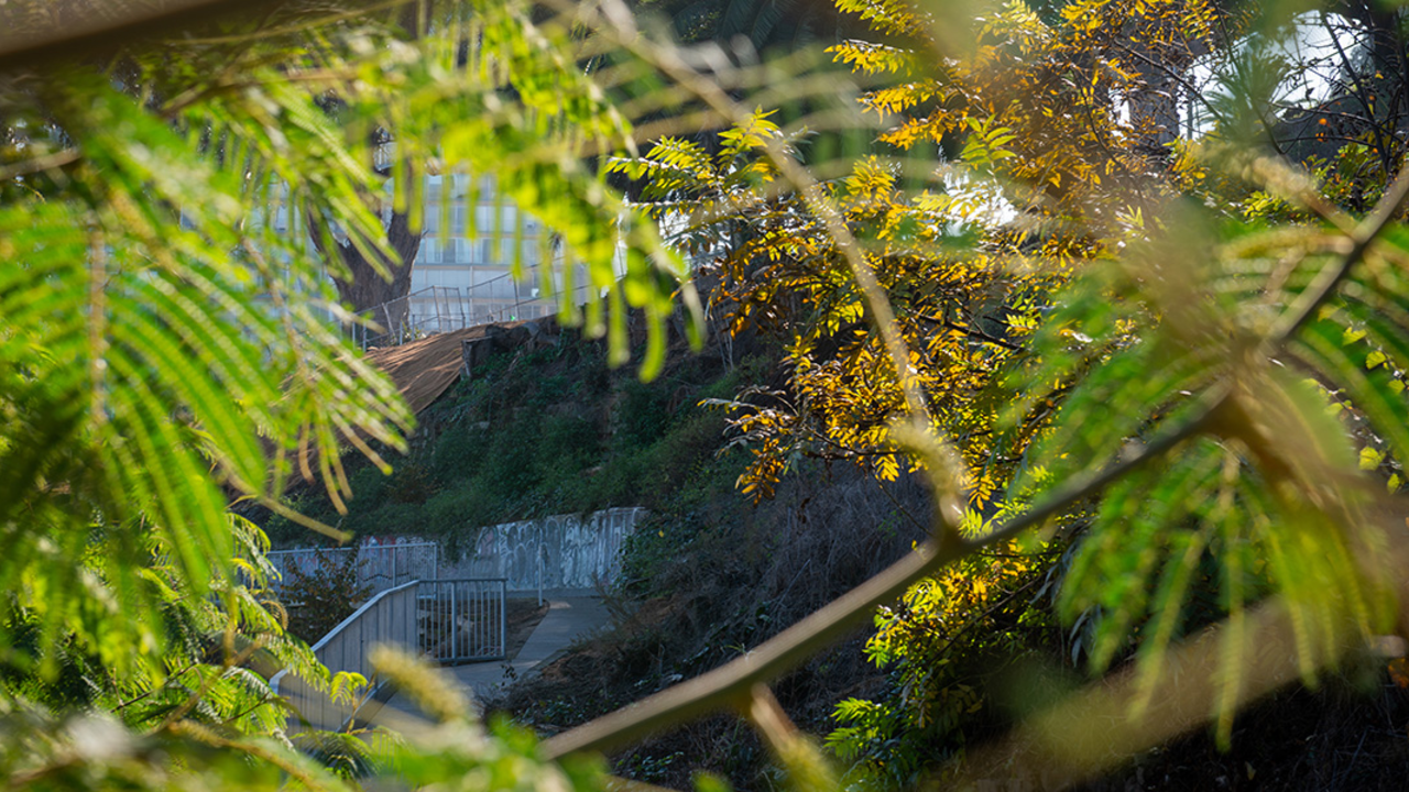 An image of a walking path in the midst of a tiered garden.
