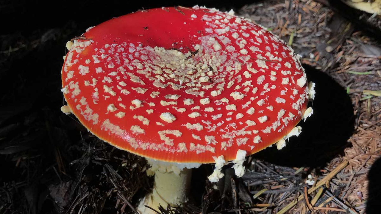 A red-and-white fly agaric mushroom at Point Reyes.