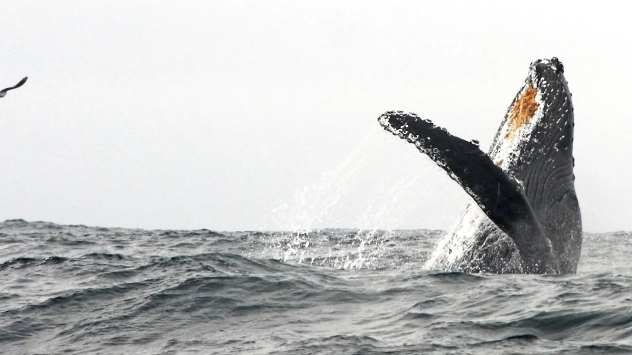 Migrating Whale Breaches Offshore of GGNRA