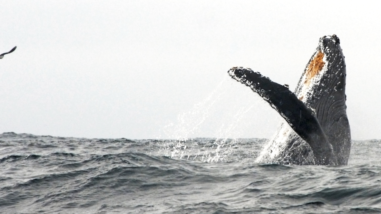 Migrating Whale Breaches Offshore of GGNRA
