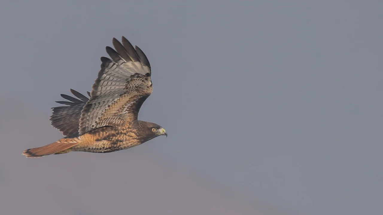Adult Red-tailed Hawk