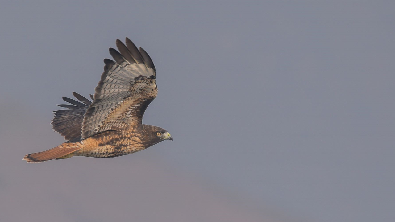 Adult Red-tailed Hawk