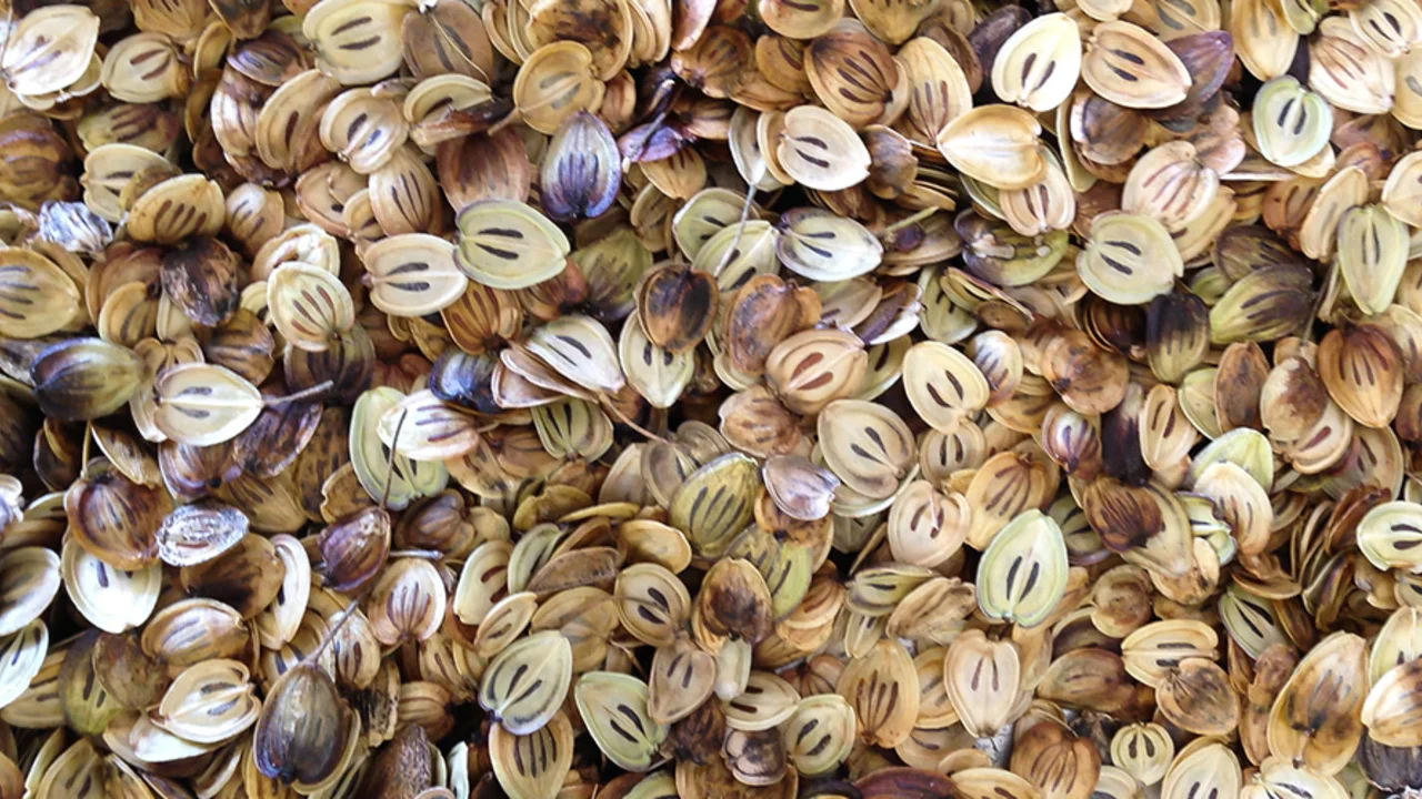 seeds