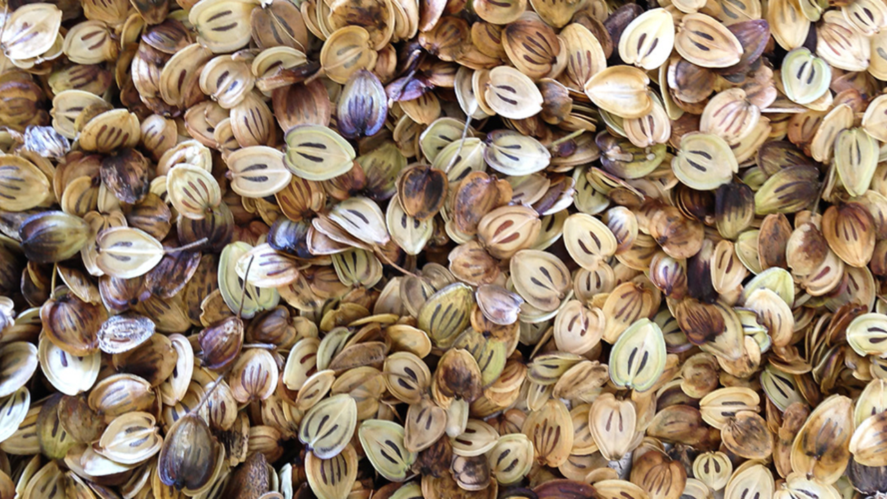 seeds