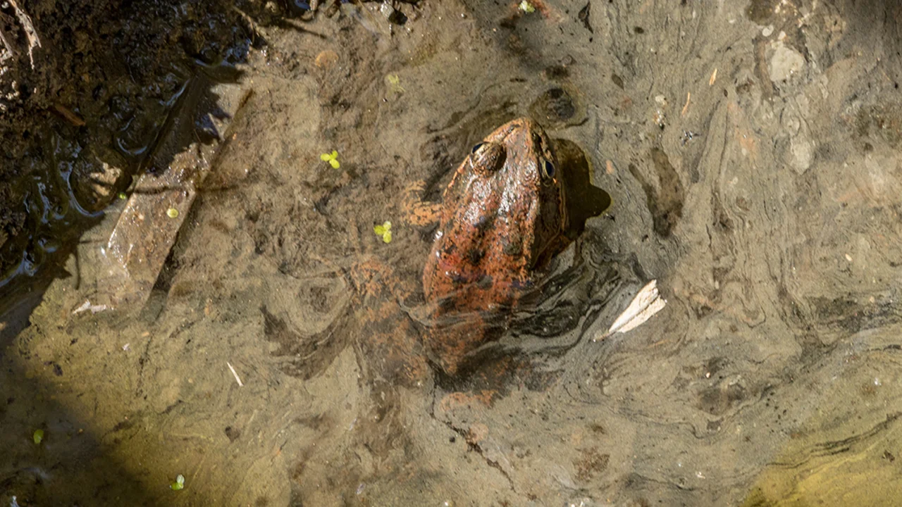 red-legged frog 