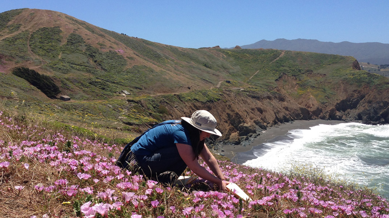 A person collects seeds from bright pink wildflowers along a bluff with mountains in the background.