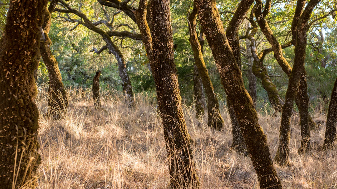 Oak forests on Mount Tamalpais.