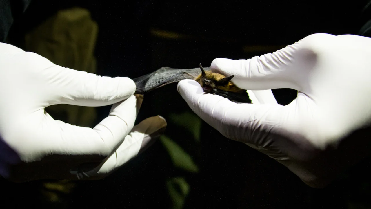 Researcher wearing white gloves holds a bat delicately in hands 