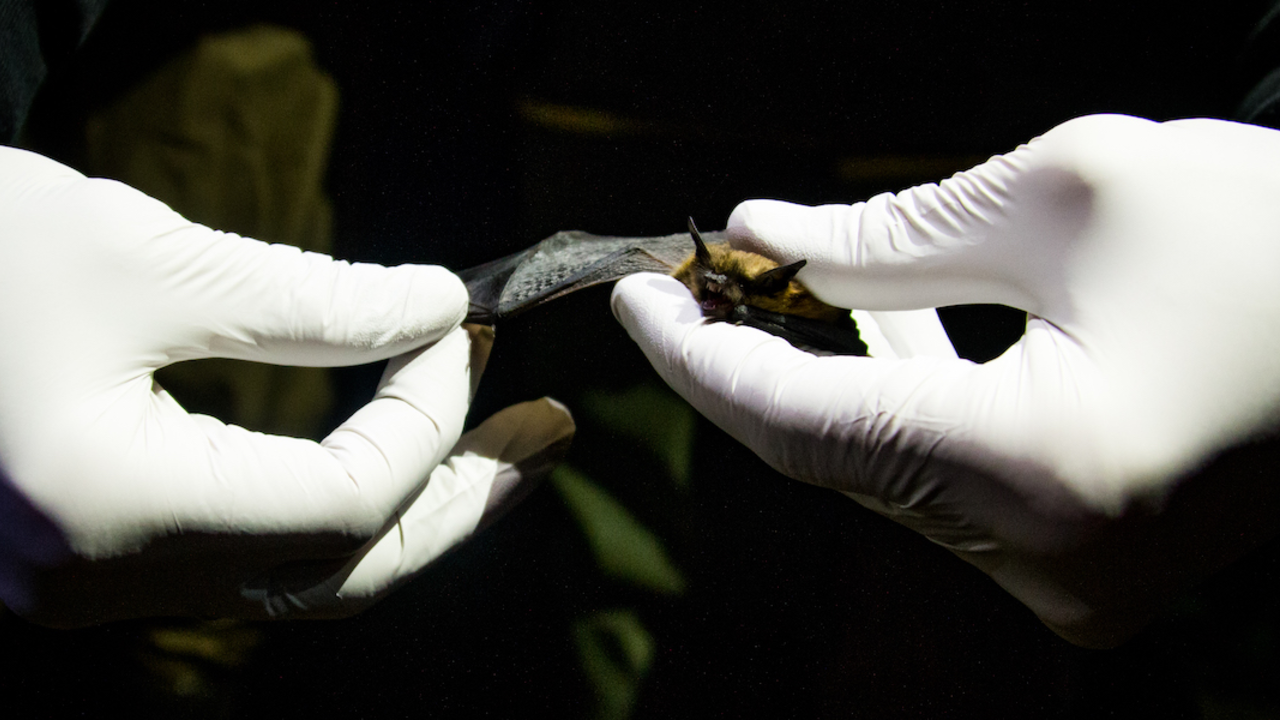 MUWO_20171027_RCW_3_2x1.jpg Researcher wearing white gloves holds a bat delicately in hands