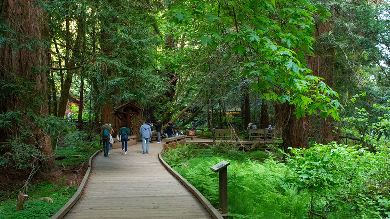 A boardwalk at Muir Woods