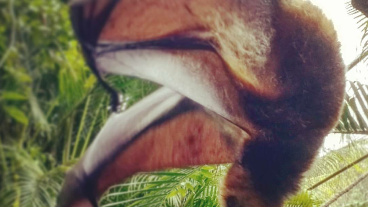 A fruit bat in Mauritius.