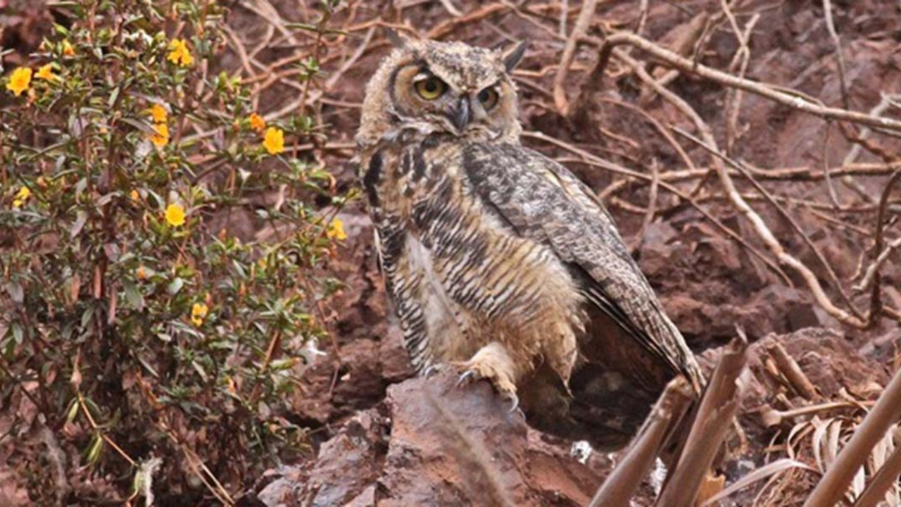 A great horned owl. A great horned owl.