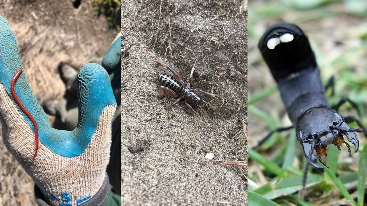 Insects spotted in the Golden Gate National Parks, from left, strigamia, Jerusalem cricket, devil's coach horse. Insects spotted in the Golden Gate National Parks, from left, strigamia, Jerusalem cricket, devil's coach horse.