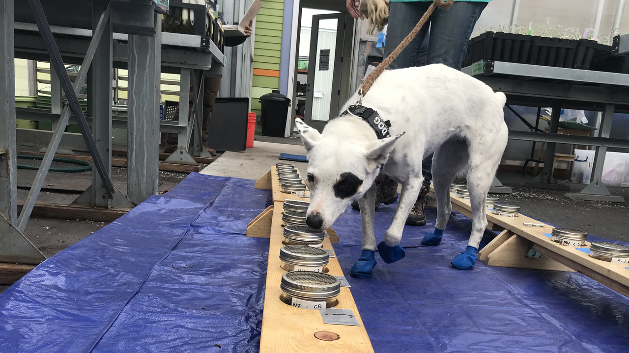 A working dog sniffs a tray of specimen in a makeshift lab environment.