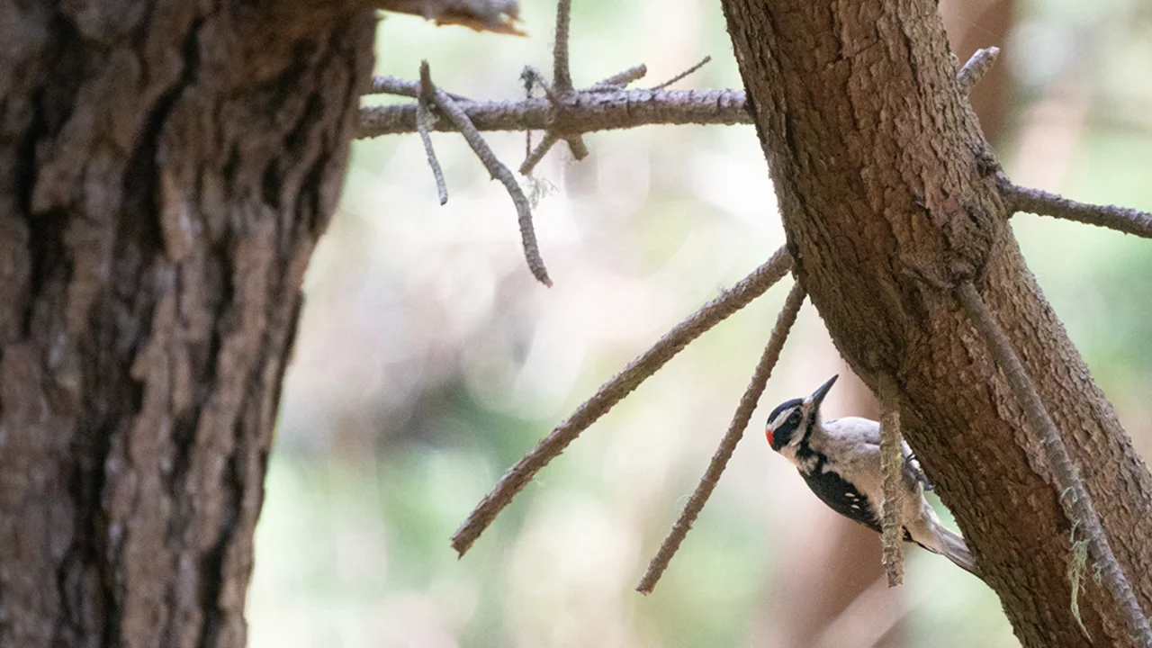 A red, black, and white bird seen perching on a tree at Rancho Corral de Tierra.