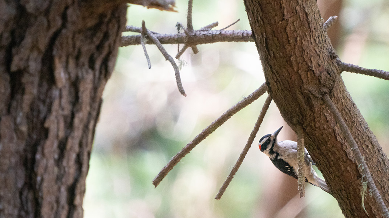 A red, black, and white bird seen perching on a tree at Rancho Corral de Tierra.