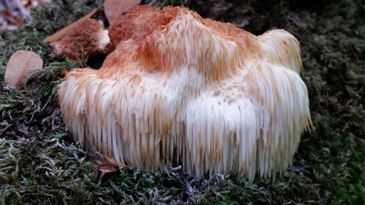 Lion’s Mane (Hericium erinaceus) spotted on Mt. Tamalpais. Lion’s Mane (Hericium erinaceus) spotted on Mt. Tamalpais.