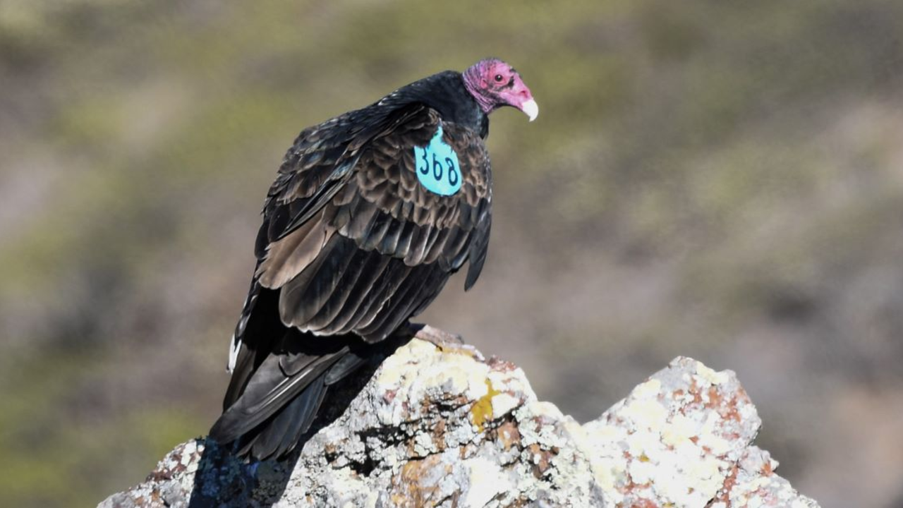 Turkey Vulture 368 is seen in the Marin Headlands tagged Turkey Vulture